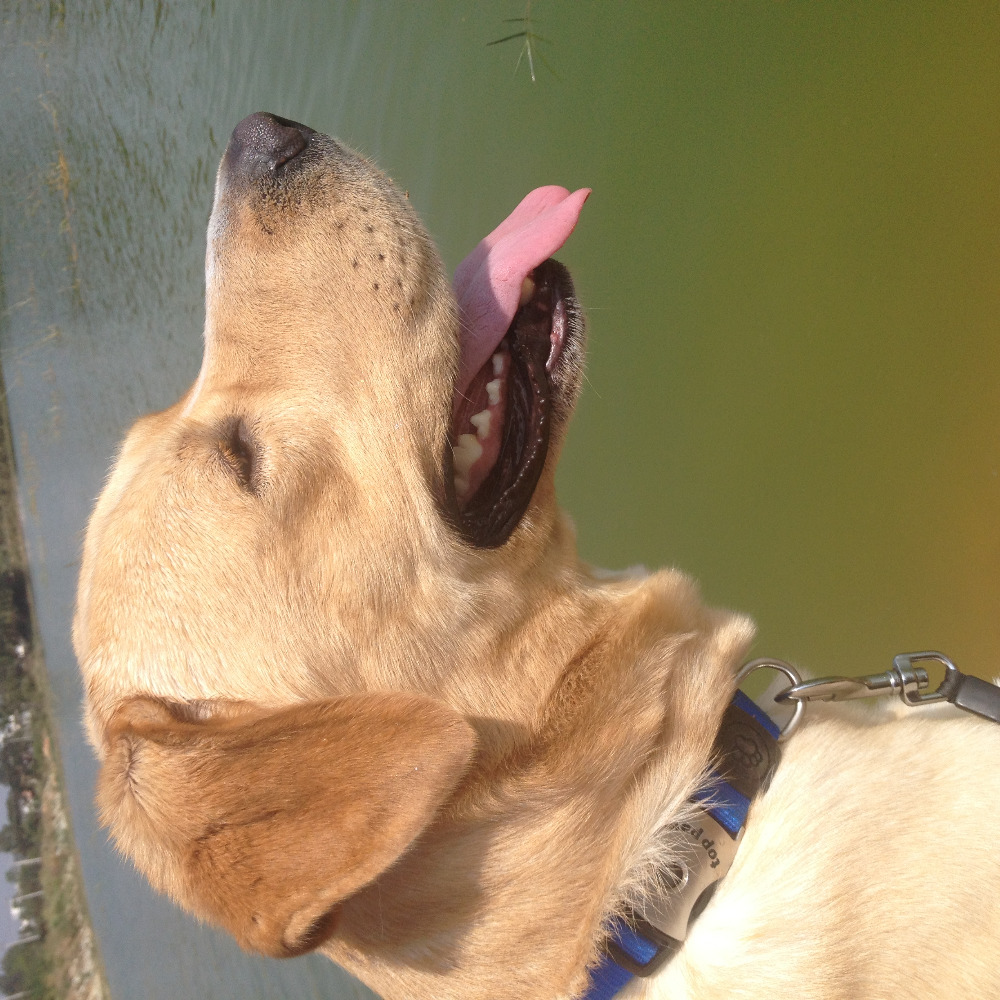 Meet your Posher, Samishti